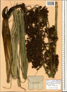 Cladium mariscus subsp. mariscus, Caucasus, Black Sea Shore (from Novorossiysk to Adler) (K3) (Russia)