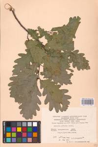 Quercus petraea (Matt.) Liebl., Eastern Europe, West Ukrainian region (E13) (Ukraine)