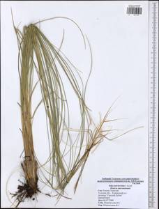 Stipa pulcherrima K.Koch, Eastern Europe, Central region (E4) (Russia)