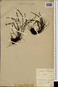 Asplenium trichomanes L., Caucasus, Georgia (K4) (Georgia)