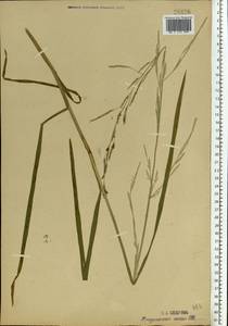 Glyceria notata Chevall., Eastern Europe, Moscow region (E4a) (Russia)