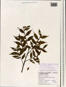 Camellia tsingpienensis Hu, South Asia, South Asia (Asia outside ex-Soviet states and Mongolia) (ASIA) (Vietnam)