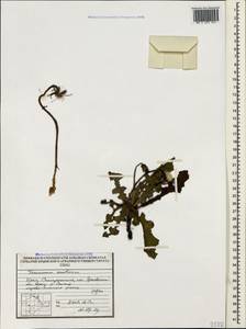 Taraxacum serotinum (Waldst. & Kit.) Poir., Crimea (KRYM) (Russia)