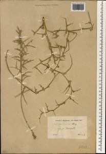 Noaea mucronata (Forssk.) Asch. & Schweinf., South Asia, South Asia (Asia outside ex-Soviet states and Mongolia) (ASIA) (Turkey)