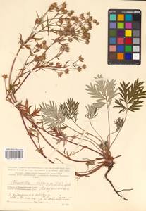 Potentilla arctica Lehm., Eastern Europe, Northern region (E1) (Russia)