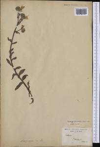 Echium italicum, Western Europe (EUR) (France)
