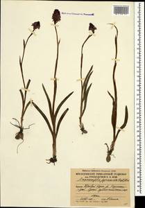 Anacamptis pyramidalis (L.) Rich., Caucasus, South Ossetia (K4b) (South Ossetia)