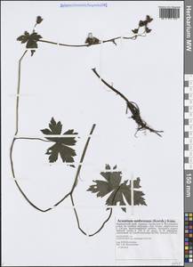 Aconitum umbrosum (Korsh.) Kom., Siberia, Russian Far East (S6) (Russia)
