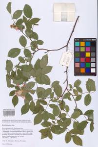 Rosa balsamica Besser, Eastern Europe, Lower Volga region (E9) (Russia)