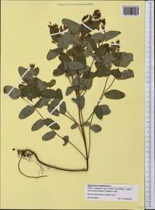 Triadenum virginicum (L.) Raf., America (AMER) (United States)