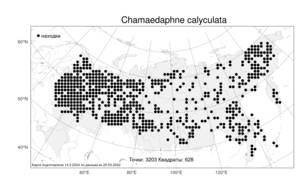 Chamaedaphne calyculata (L.) Moench, Atlas of the Russian Flora (FLORUS) (Russia)