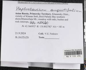 Haplocladium angustifolium (Hampe & Müll. Hal.) Broth., Bryophytes, Bryophytes - Russian Far East (excl. Chukotka & Kamchatka) (B20) (Russia)