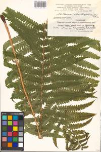 Matteuccia struthiopteris (L.) Tod., Eastern Europe, Moscow region (E4a) (Russia)