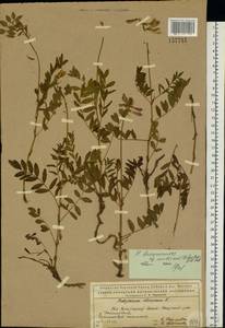 Hedysarum hedysaroides (L.)Schinz & Thell., Eastern Europe, Northern region (E1) (Russia)