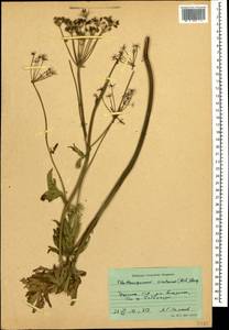 Eleutherospermum cicutarium (M. Bieb.) Boiss., Caucasus, Georgia (K4) (Georgia)