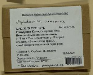 Niphotrichum canescens (Hedw.) Bedn.-Ochyra & Ochyra, Bryophytes, Bryophytes - European North East (B7) (Russia)