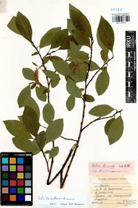 Salix taraikensis Kimura, Siberia, Baikal & Transbaikal region (S4) (Russia)