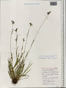 Luzula pallescens Sw., Eastern Europe, Belarus (E3a) (Belarus)