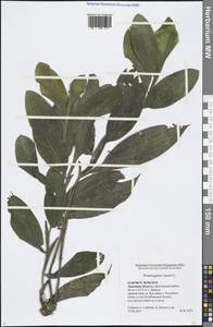 Potamogeton lucens L., Eastern Europe, Central forest-and-steppe region (E6) (Russia)