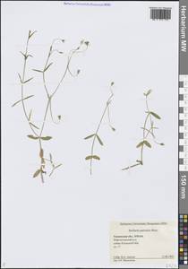 Stellaria palustris (Murray ex Ehrh.) Hoffm., Siberia, Western Siberia (S1) (Russia)