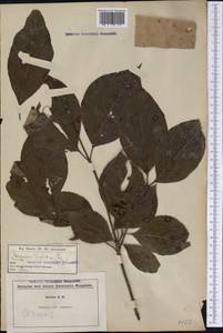 Cornus florida L., America (AMER) (United States)