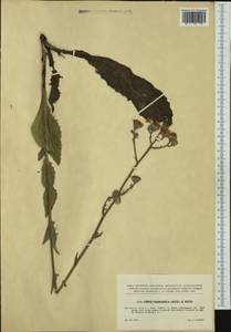 Crepis pannonica (Jacq.) C. Koch, Western Europe (EUR) (Czech Republic)