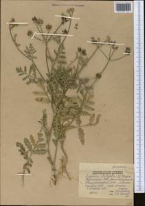 Turgenia latifolia (L.) Hoffm., Middle Asia, Pamir & Pamiro-Alai (M2) (Tajikistan)