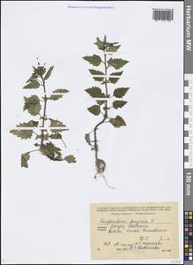 Scrophularia peregrina L., Caucasus, Georgia (K4) (Georgia)