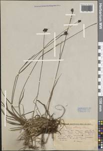 Luzula multiflora subsp. sibirica V. I. Krecz., Siberia, Altai & Sayany Mountains (S2) (Russia)