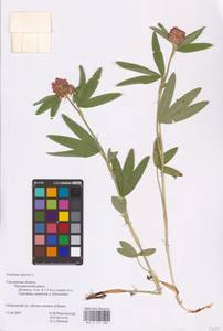 Trifolium alpestre L., Eastern Europe, Western region (E3) (Russia)