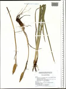 Iris oxypetala Bunge, Siberia, Russian Far East (S6) (Russia)