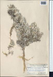 Astragalus ammodytes Pall., Middle Asia, Caspian Ustyurt & Northern Aralia (M8) (Kazakhstan)