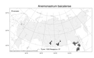 Anemonastrum baicalense (Turcz.) Mosyakin, Atlas of the Russian Flora (FLORUS) (Russia)