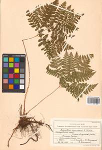 Dryopteris amurensis (Milde) Christ, Siberia, Russian Far East (S6) (Russia)