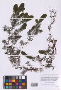 Ceratophyllum demersum L., Eastern Europe, Moscow region (E4a) (Russia)