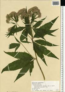 Eupatorium cannabinum L., Eastern Europe, Central region (E4) (Russia)