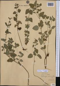 Clinopodium menthifolium, Western Europe (EUR) (Croatia)