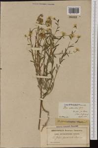 Iberis linifolia L., Western Europe (EUR) (France)