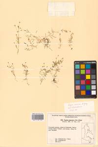 Sagina maxima subsp. crassicaulis (S. Watson) G. E. Crow, Siberia, Russian Far East (S6) (Russia)