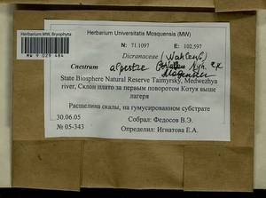 Cnestrum alpestre (Wahlenb.) Nyholm, Bryophytes, Bryophytes - Krasnoyarsk Krai, Tyva & Khakassia (B17) (Russia)