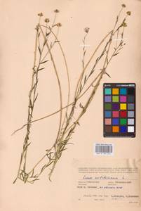 Linum usitatissimum L., Eastern Europe, Western region (E3) (Russia)