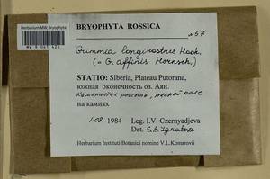 Grimmia longirostris Hook., Bryophytes, Bryophytes - Krasnoyarsk Krai, Tyva & Khakassia (B17) (Russia)