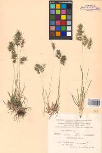 Poa bulbosa L., Eastern Europe, Central forest-and-steppe region (E6) (Russia)