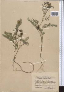 Astragalus tibetanus Benth. ex Bunge, Middle Asia, Western Tian Shan & Karatau (M3) (Uzbekistan)