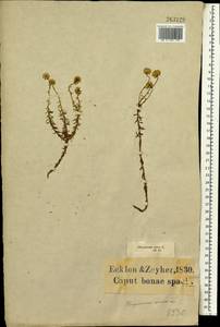 Chrysocoma coma-aurea L., Africa (AFR) (South Africa)