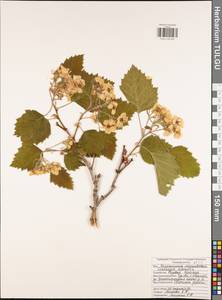 Crataegus submollis Sarg., Eastern Europe, Central region (E4) (Russia)