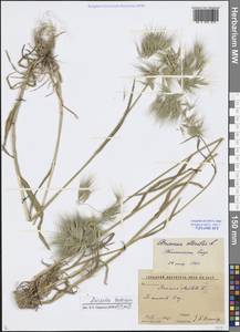 Bromus tectorum L., Middle Asia, Syr-Darian deserts & Kyzylkum (M7) (Uzbekistan)