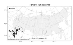 Tamarix ramosissima Ledeb., Atlas of the Russian Flora (FLORUS) (Russia)