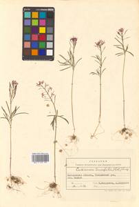 Cardamine trifida (Lam. ex Poir.) B. M. G. Jones, Siberia, Chukotka & Kamchatka (S7) (Russia)