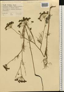 Seseli strictum Ledeb., Siberia, Western Siberia (S1) (Russia)